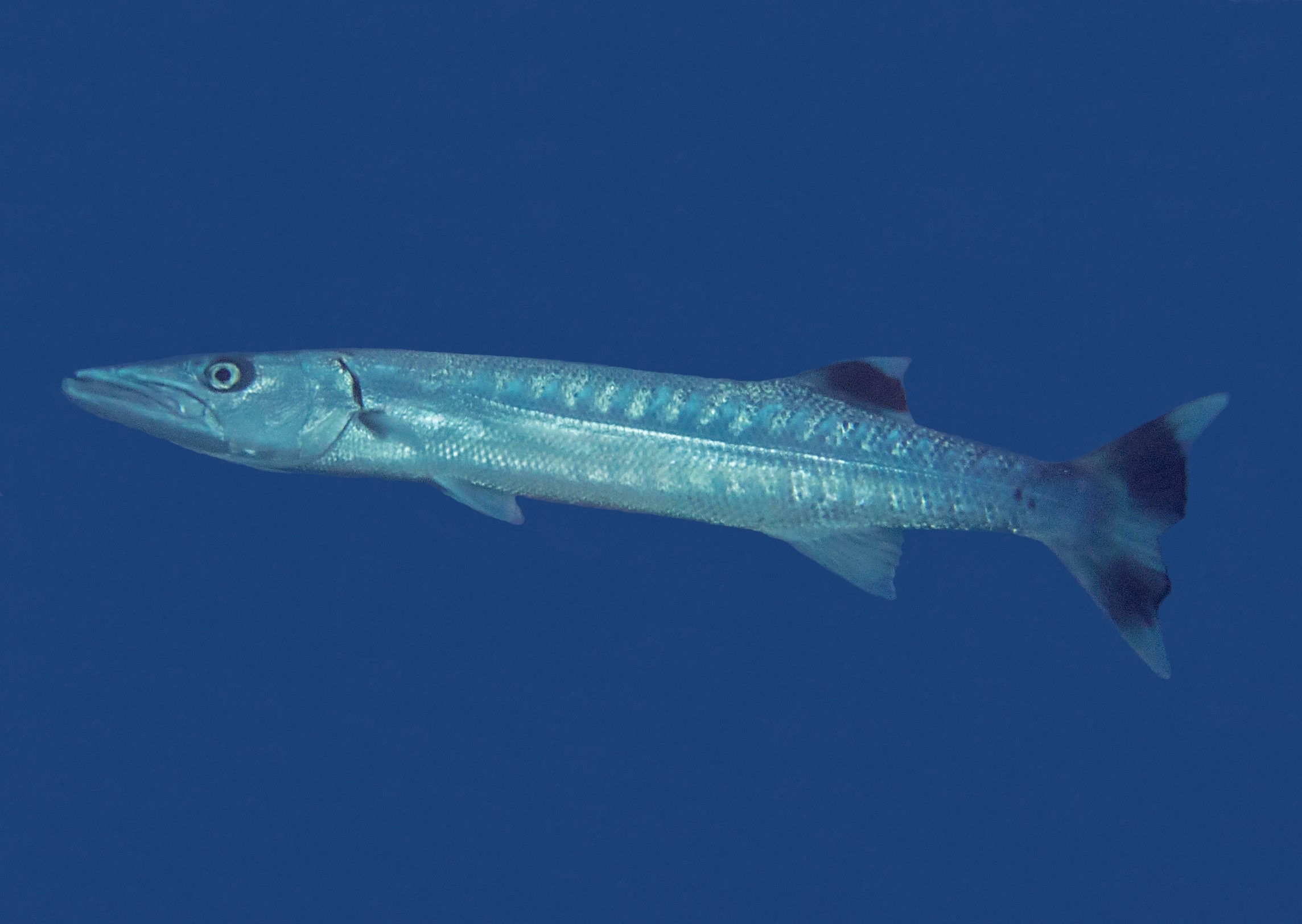 Sphyraena barracuda, Socotra: Roosh; S.V. Bogorodsky & U. Zajonz